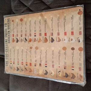 Vintage Chicken Egg Guide Tin Poster